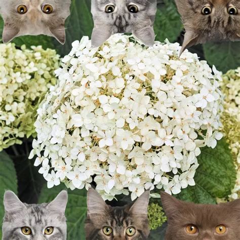 Are Hills Of Snow Or Hydrangeas Toxic To Cats