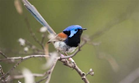 Pájaros De Diferentes Especies Se Reconocen Y Cooperan Entre Sí