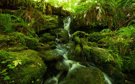 Jungle Foliage Dense Vegetation And Mountainous River Waterfall Rock