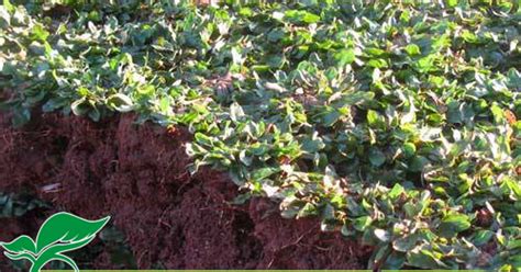 Harga bibit rumput gajah mini varigata (ada strip putih di daun): Harga Rumput Gajah Mini Per Meter Persegi