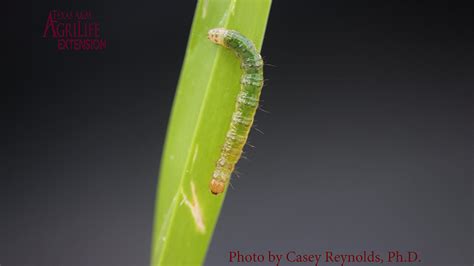 How To Save Your Lawn From Sod Webworm And Chinch Bugs Plants For