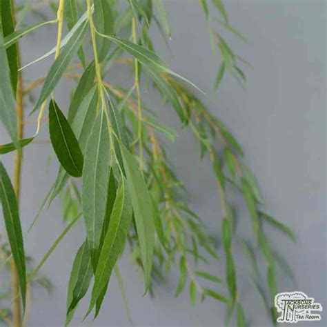 Buy Salix X Sepulcralis Chrysocoma Golden Weeping Willow Tree In The Uk
