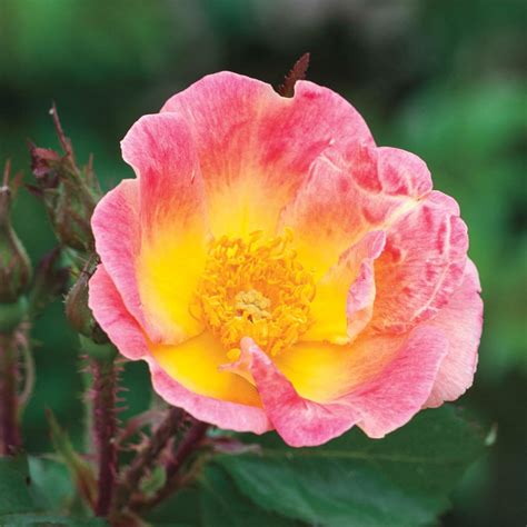 Ground Cover Rose Roses At