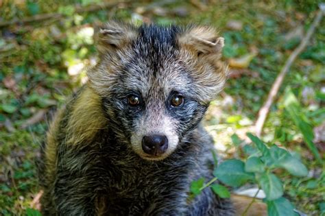 Qué Es El Tanuki O Perro Mapache Noticieros Televisa