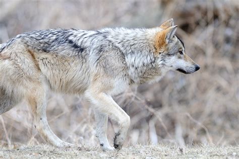 With Mothers Death The Endangered Prieto Wolf Pack Is
