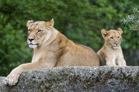 Big Cats Lions Cubs Animals Lion Cub Baby