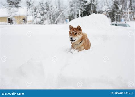Shiba Inu Dog Playing In The Snow Stock Photo Image Of Curly Snow