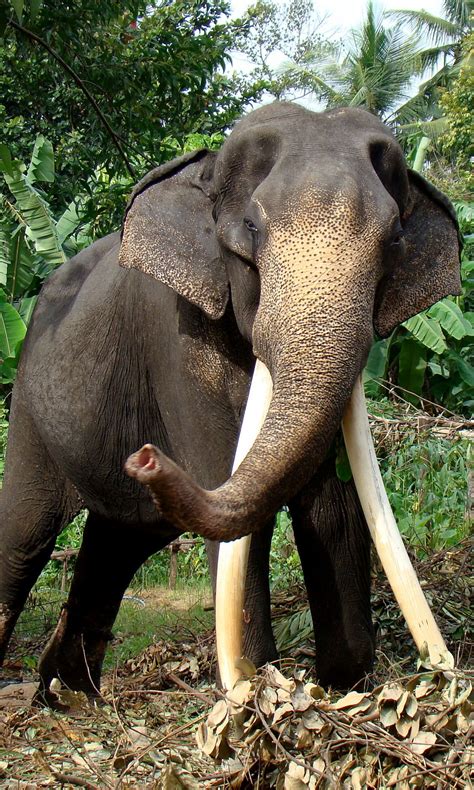 Discover Srilanka Sri Lanka Elephants The Tusker