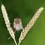 Adorable Cute Harvest Mice Micromys Minutus On Wheat Stalk With 