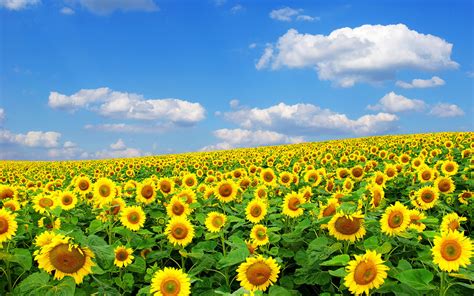 Wallpaper Sunflower Flower Field Blue Sky Clouds Desktop Wallpaper