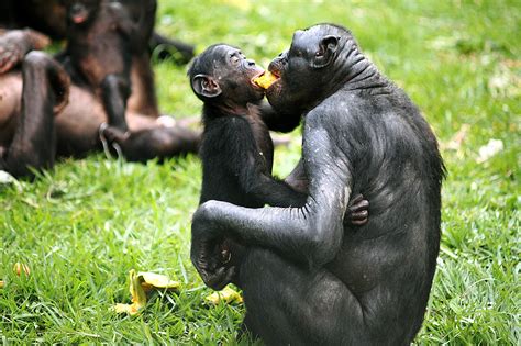 As a general rule, the process for sharing files was to have the application installed on both. Bonobo - Bonobo Species Wwf / Bonobo and totally enormous ...