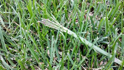 Co Horts Weed Of The Moment Crabgrass And Its Look Alikes
