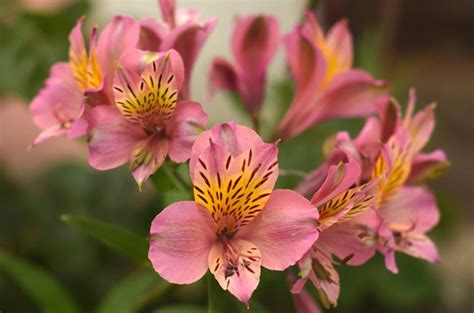 Könst alstroemeria is a breeder and supplier of alstroemeria and zantedeschia material for the professional grower. Lily of the Incas, Alstroemeria - planting and advice on ...
