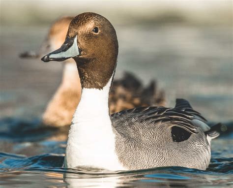 Northern Pintail A Waterfowl Species Profile Endless Migration