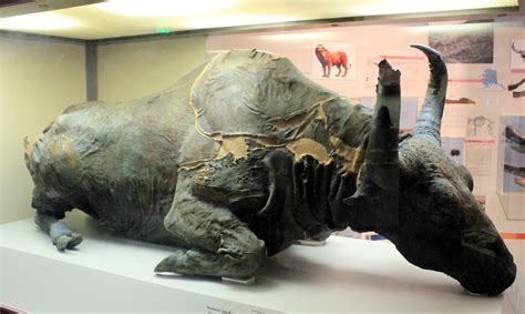 36000 Yr Old Mummified Steppe Bison Frozen In Alaskan Permafrost