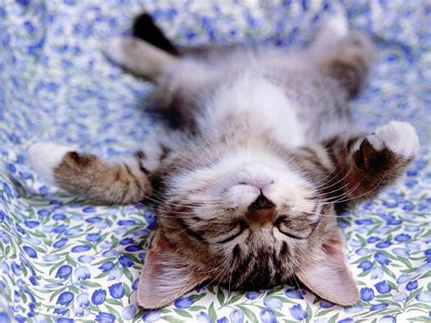 Cute Little Kitten Cute Kittens Wallpaper 16288222 Fanpop