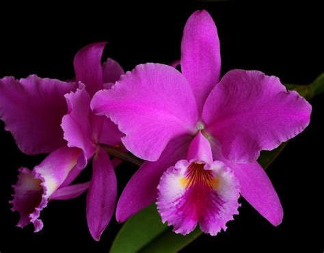 Cattleya Orchids Plant