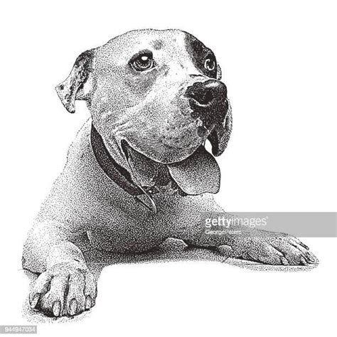 Pit Bull Terrier Stock Photos Et Images De Collection Getty Images