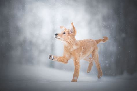 Medium Short Coated Beige Puppy Winter Snow Dog Animals Hd
