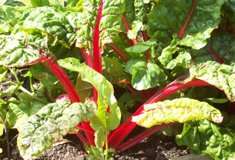 Swiss Chard As Coloured Spinach Gardeners Tips