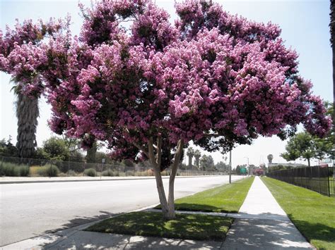 Flowering trees of the world group. Trees Southern California