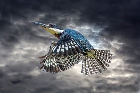 Ringed Kingfisher In Flight Jim Zuckerman Photography And Photo Tours