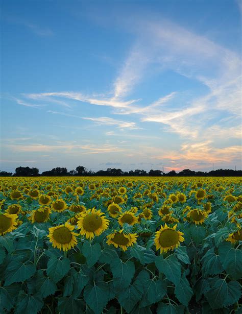 Sunflower Sunset Photograph By Chris Long Fine Art America