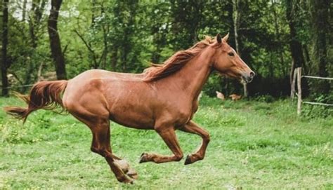 Brown Horse Names 60 Best Names For Brown Horses Petpress