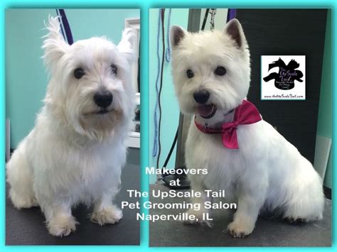 Westie Haircut Guide How To Have Your Dog Hair Cut At Home