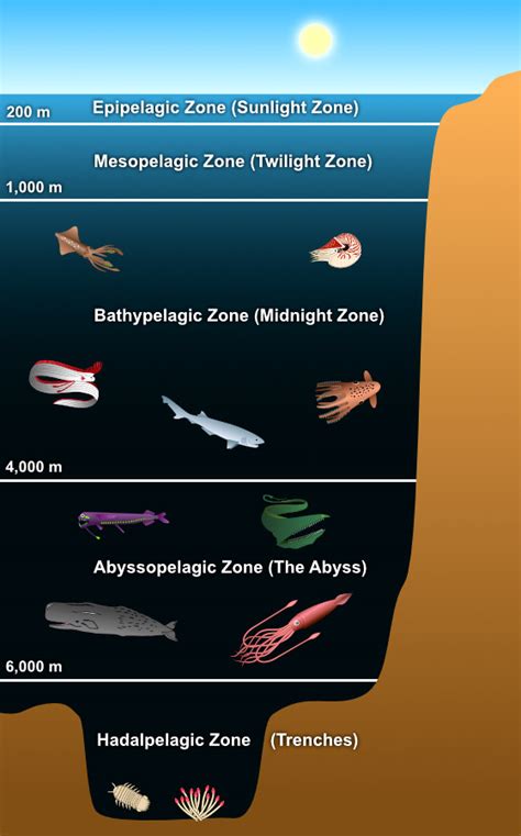 Ocean Zones Diagram For Kids