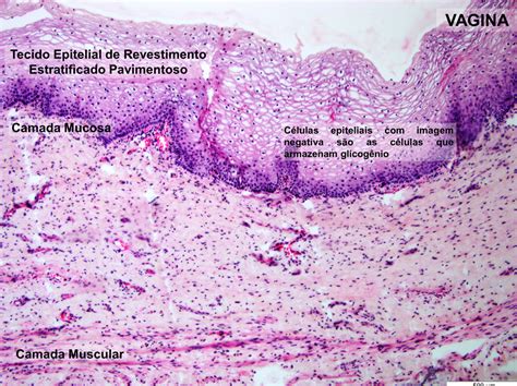 Sistema Reprodutor Feminino Histologia De Rg Os E Sistemas The