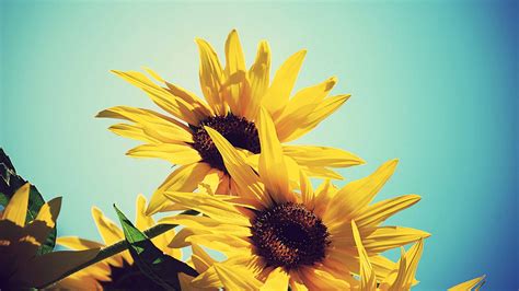 Sunflowers Against Blue Sky Mac Wallpaper Download Allmacwallpaper