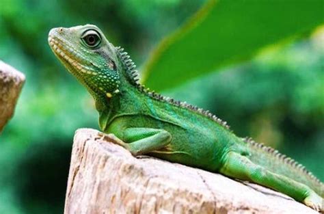 Maybe you would like to learn more about one of these? 5+ Jenis Hewan Reptil Herbivora dan Penjelasannya - Hewan ...