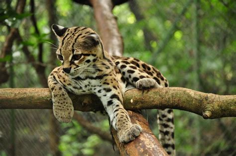 Margay Leopardus Wiedii Our Wild World