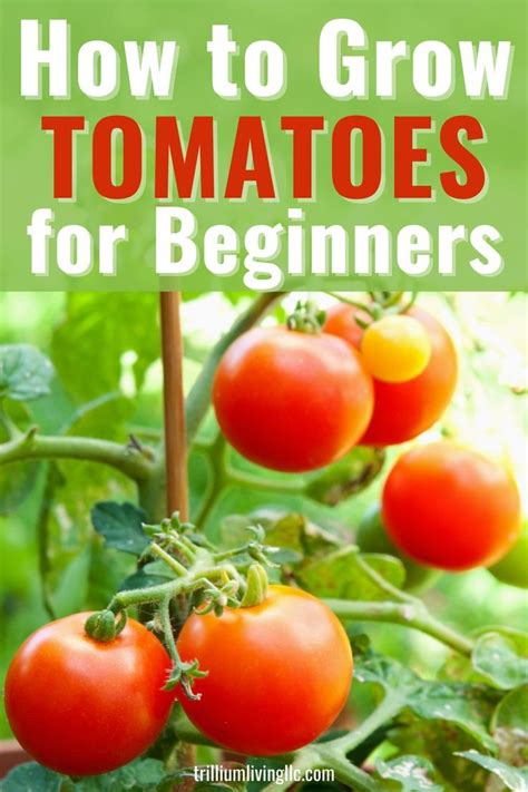 Growing Tomatoes Tips For A Bountiful Harvest Trillium Living