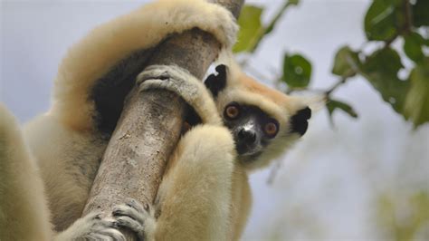 Giant Extinct Lemurs Cause Plant Orphans California Academy Of Sciences