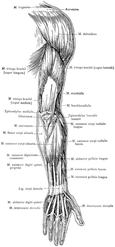 Diagram Of The Muscles In The Forearm Diagrams Arm Muscles Diagram