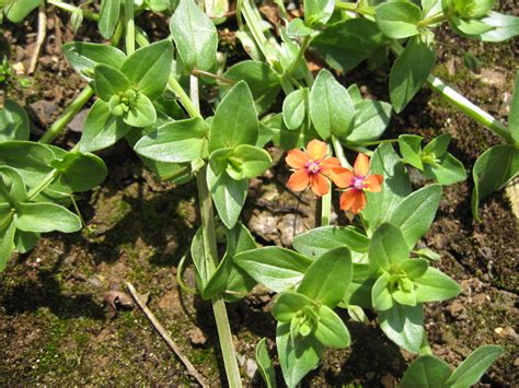 In the manner of most potentially poisonous plants, scarlet pimpernel's constituent elements, in the proper dose, are highly curative. Scarlet pimpernel | Plant-Lore