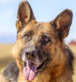German shepherd rescue german shepherds foster family puzzles corgi the incredibles elegant animals dapper gentleman. Petango.com - Meet Jasmine, a 4 years 4 months German ...