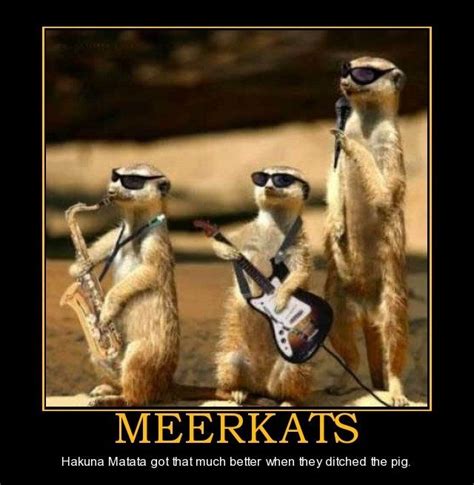 Best corny dad jokes i'm afraid for the calendar. Pin auf Meerkat Kuteness