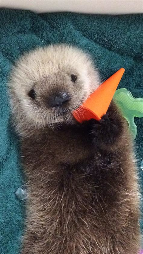 Adorable Baby Sea Otter To Call Vancouver Aquarium Home Photos News