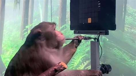 Elon Musks Neuralink Shows Monkey Playing Pong With Mind Bbc News