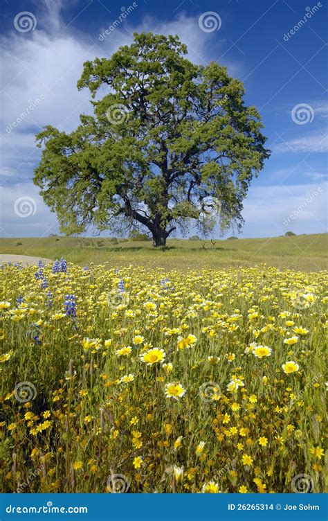 Lone Tree And Colorful Bouquet Of Spring Flowers Stock Photo Image Of