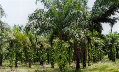 Kelapa sawit merupakan salah satu komoditas yang sangat penting di indonesia, karena merupakan salah satu negara penghasil kelapa sawit terbesar di dunia. Daftar Nama Perusahaan Kelapa Sawit Di Kalimantan Barat ...