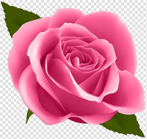 Flower Drawing Floral Design Pink Rose Transparent Background Png