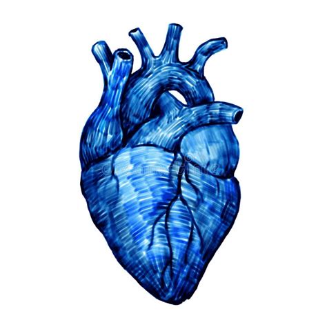 Ilustración Anatómica Y Gráfica 3d Del Corazón Humano Mostrando Las