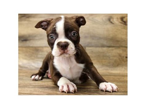 Almost home pet rescue is a private rescue headquartered near katy (in the southwestern suburbs of houston). Boston Terrier-DOG-Female-Seal & White-2827380-Petland Katy