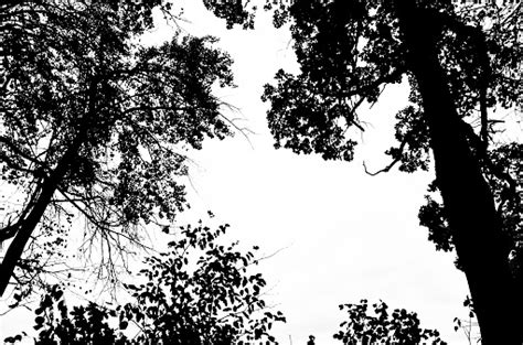 Black Silhouette Of Trees With Leaves And Twigs On A White Background Deciduous Trees Abstract ...