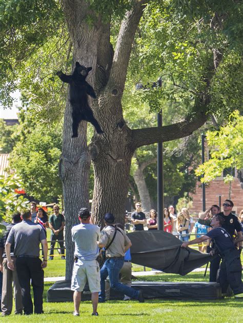 Tranquilized Bear Falls From Tree — And Appears To Be Waving — In Colorado