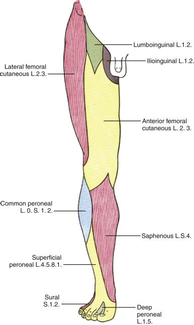 Lower Extremity Saphenous Nerve Block Musculoskeletal Key